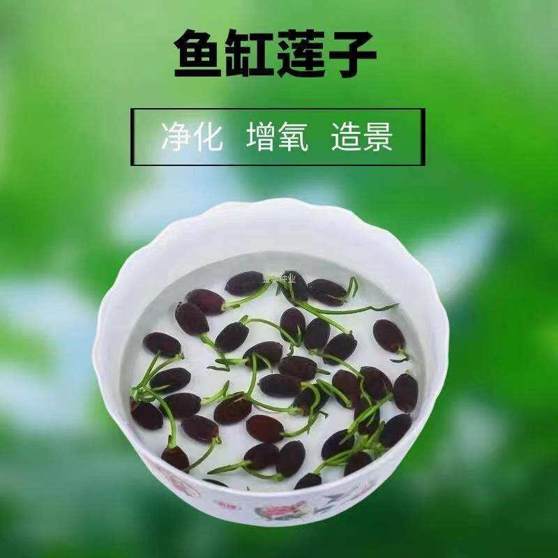 四季莲花植物睡莲莲子碗莲水培盆栽种子鱼缸专用种小迷你荷花鱼缸