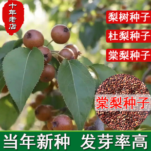 梨树种子杜梨种子棠梨种子土梨海棠梨种子野梨种子砧木果树种籽子