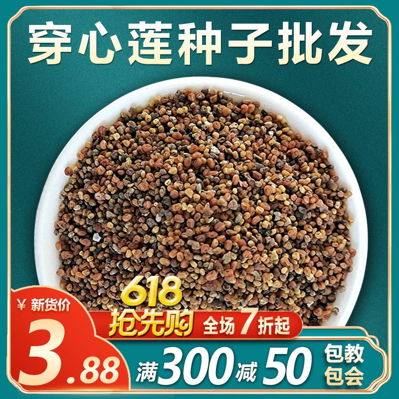 中草药穿心莲种籽保健穿心莲种子四季种植苗阳台盆栽特色蔬菜