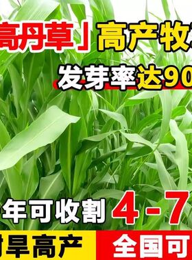 高丹草种子牧草种籽杂交王
