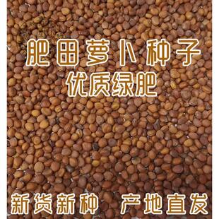 肥田萝卜种子毛苕紫花苕油菜紫云英红白三叶苜蓿种孑秋冬绿肥种籽