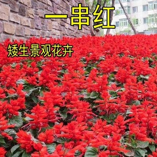 一串红种子进口花卉爆仗红西洋红花海四季花海盆栽矮杆矮串红