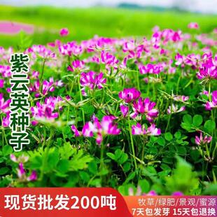 红花紫云英蜜源果园孑籽四季绿肥牧草种养蜂固氮种子草籽植物种籽