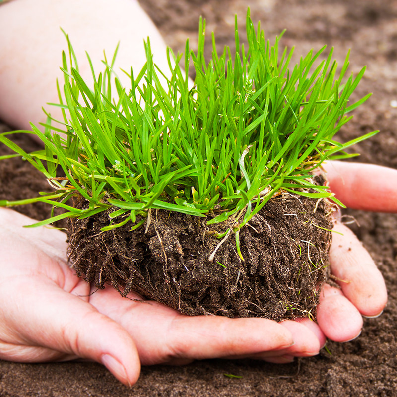 矮生草坪草籽四季常青庭院花园绿化地毯草马尼拉狗牙根免修剪种子