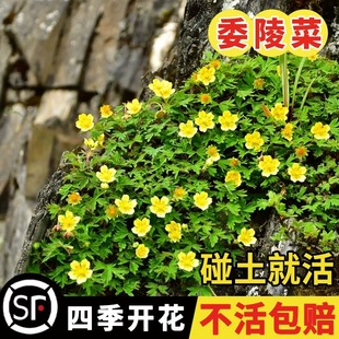 委陵菜种籽白头翁种子蛤蟆草种庭院四季多年生景观地被耐寒花种籽