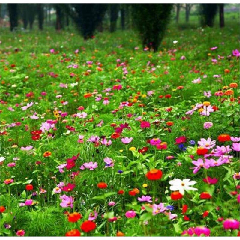 多年生种子宿根庭院种子草花易野花别墅组合景四季播种花卉花籽花