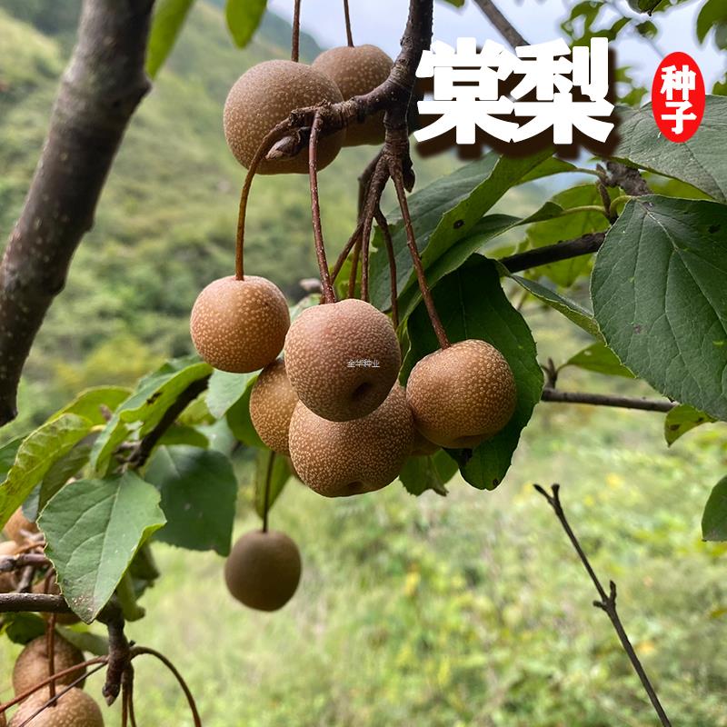 种子果树梨子棠梨杜梨棠梨野生梨树海棠南方酸种子梨