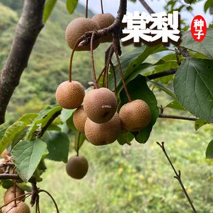 种子果树梨子棠梨杜梨棠梨野生梨树海棠南方酸种子梨