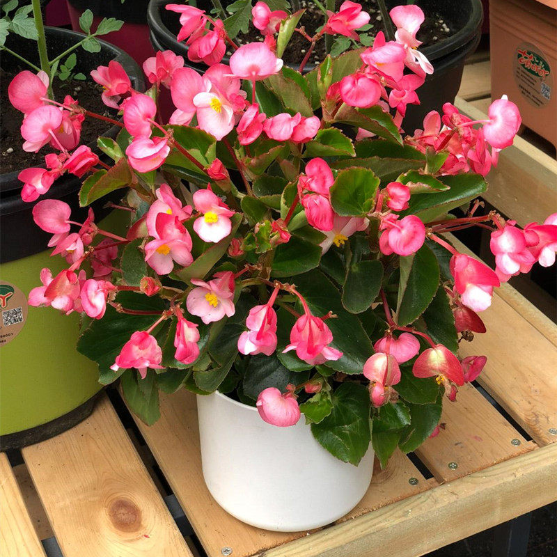 四季海棠种子四开花开品种开花种花期长月月开花四季秋海棠花卉