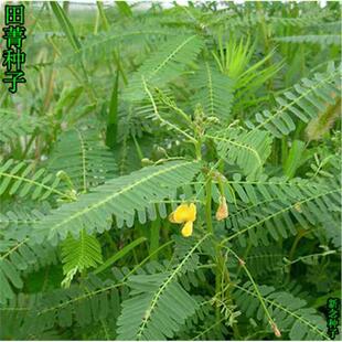田箐种子果园土壤改善碱菁涝豆耐涝耐旱耐盐碱田青牧草绿肥种籽孑