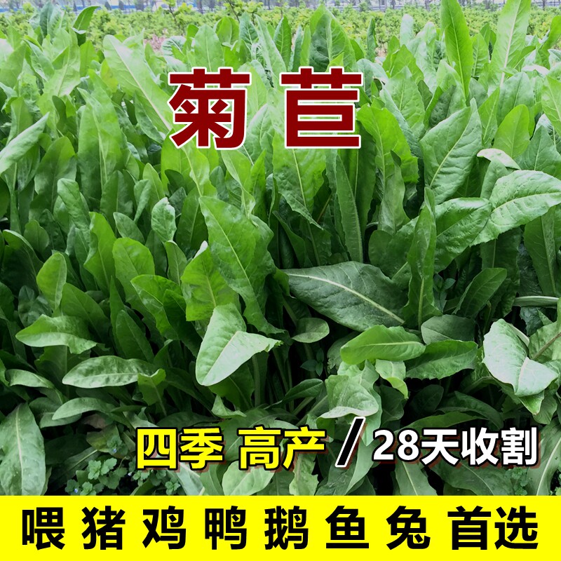 菊苣草种籽养殖大叶多年生四季牧草种子羊牛兔鱼鸡鸭鹅菜喂猪草种