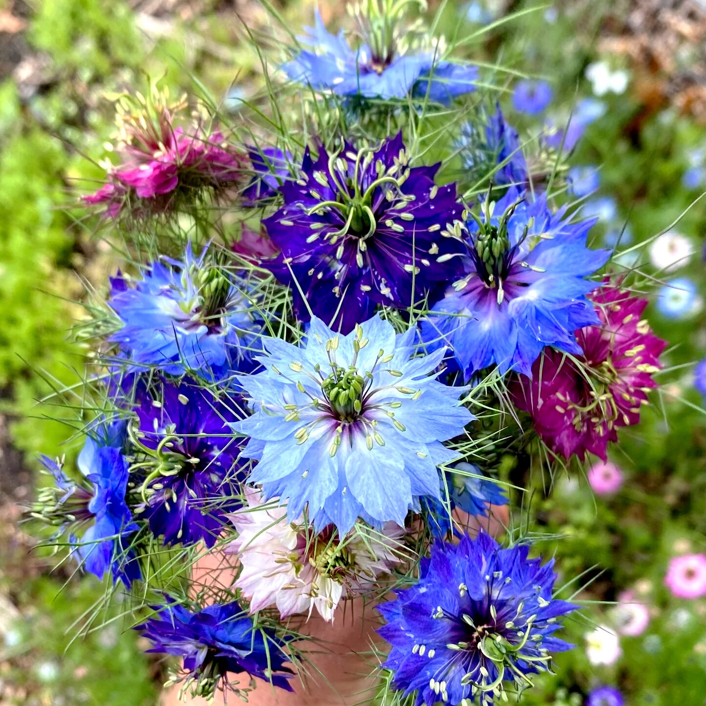 【黑种草种子】混色波斯宝石黑子草籽香草可切花食用室外阳台盆栽