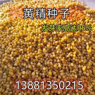 多花种子黄精老虎姜种籽滇不倒苗姜型黄精鸡头黄精黄精黄精