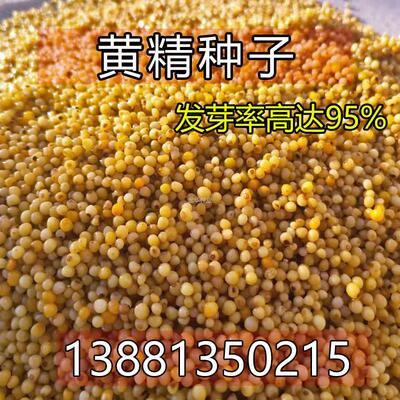 多花种子黄精老虎姜种籽滇不倒苗姜型黄精鸡头黄精黄精黄精