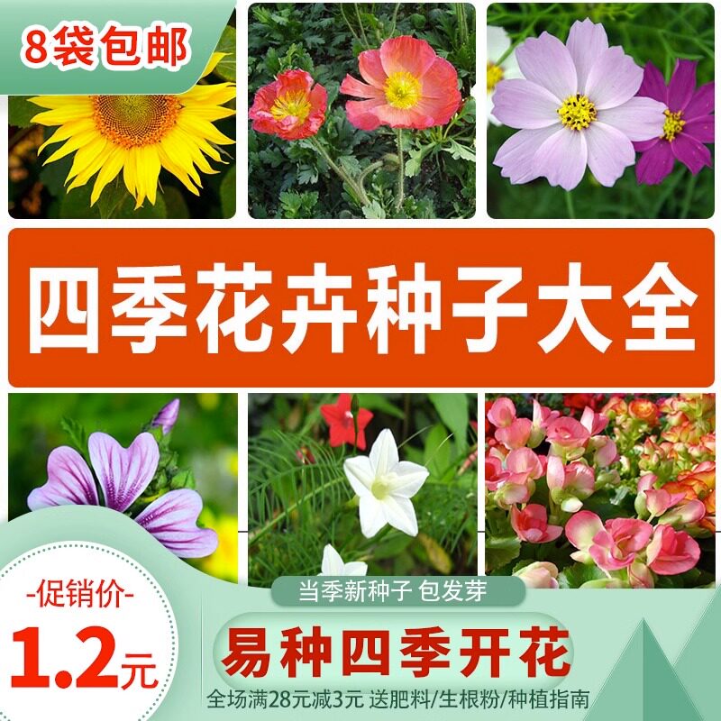 各种花种子盆栽花卉夏天四季开花易活室内外阳台花种籽子大全组合图片