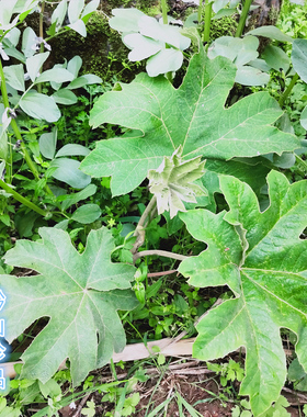 通脱木种子贵州中草药材通草根木通树大通草天麻子通花根通种子