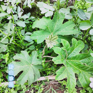 通脱木种子贵州中草药材通草根木通树大通草天麻子通花根通种子