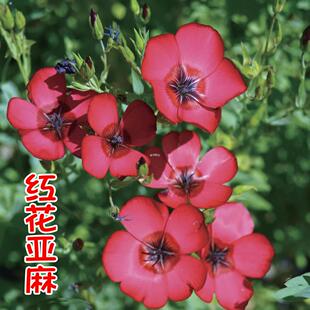 种子四季庭院亚麻室内外花卉花红花盆栽孑种多年生花坛红色播易活