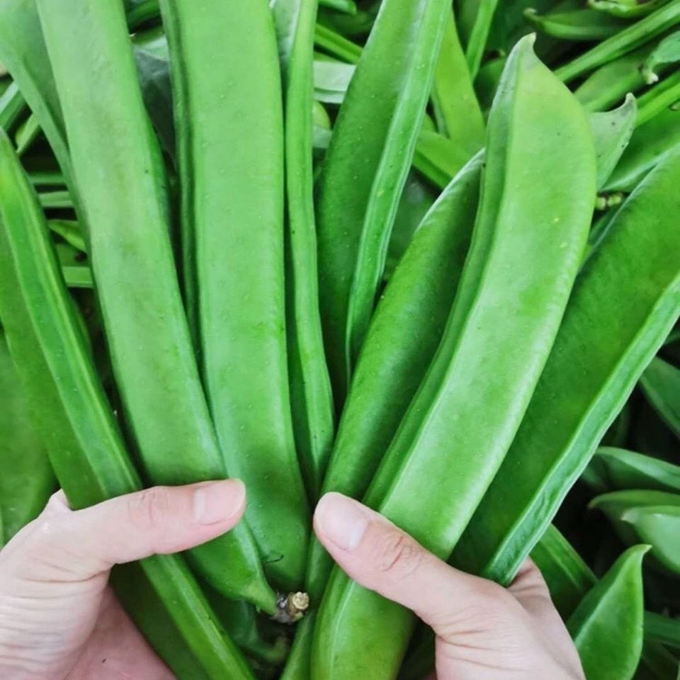 刀豆种种子爬藤白刀豆种子红刀豆种子洋刀豆角高产大刀豆野刀板