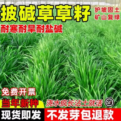 无芒雀麦种子披碱草碱茅草紫羊