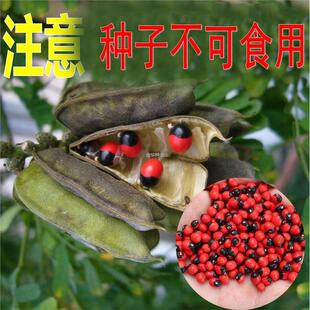 孔雀鄂西红豆相思子种子子相思豆豆海母珠美人豆红豆鸡树种
