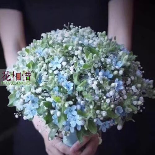 蓝星花种子春季四季室内阳台室外