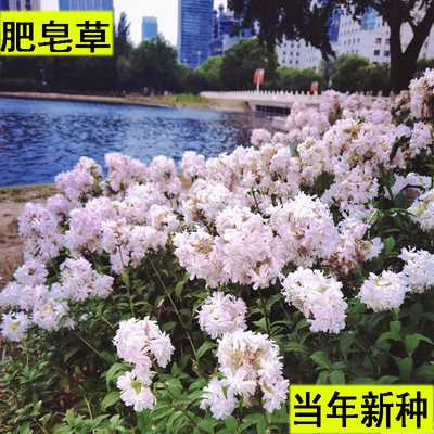 石碱花种籽肥皂草种子岩生肥皂草岩石碱草优质花种子玫瑰粉色耐寒