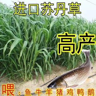 鱼草草种苏丹牧草种子再生养鱼猪高丹牛羊草籽草四季种籽专用种子