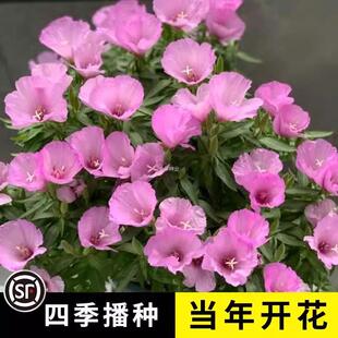 的花院子花籽都稀里种子适合秋天种的花开花种古代易活一年四季