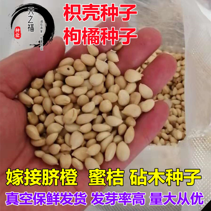 枳壳种子篱笆枳实臭橘红桔酸桔红桔柚子柠檬嫁接砧木积壳枸橘种籽