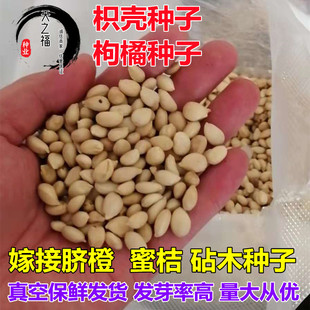 枳壳种子篱笆枳实臭橘红桔酸桔红桔柚子柠檬嫁接砧木积壳枸橘种籽