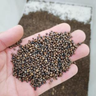 黄荆种子盆景树苗用种籽四季景观绿化工程固土护坡34种孑树种子