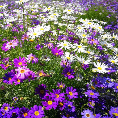孑小四季盆栽花坛多年生室内外菊花播易活野花五色种子种花卉庭院