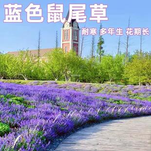 蓝花庭院花蓝播种种子四季鼠尾草耐阴植物一串开花花卉花籽种籽子