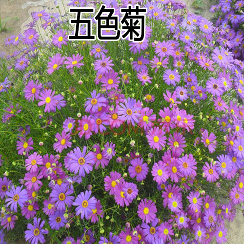 五色菊种子秋播花种子景观绿化盆栽花卉种子草花种子观花种子