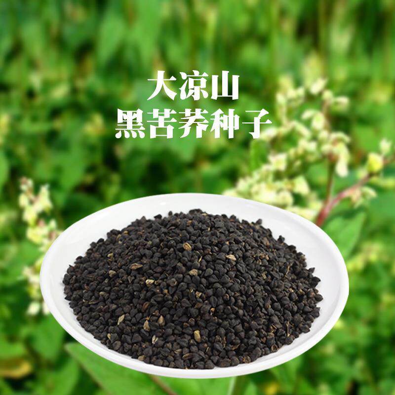 凉山黑苦荞麦果实种子四季播阳台农家田园易种种菜庭院2斤起