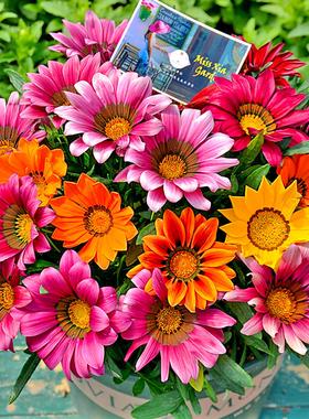 进口菊花四季室内种Syngenta勋章四季易活F1*热吻多年生开花种子