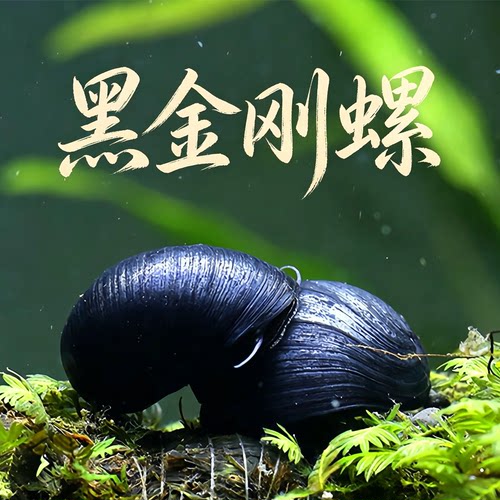 黑金刚螺除藻清洁鱼缸好养耐活