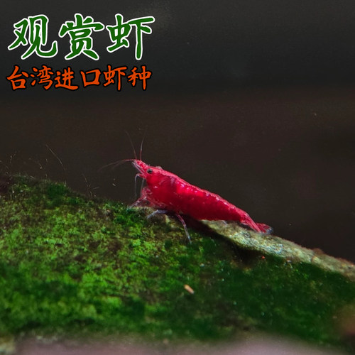 观赏活体淡水虾除藻清洁鱼缸
