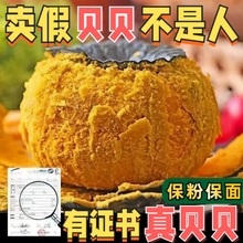 正宗贝贝南瓜山东板栗小南瓜婴儿辅食老南瓜惠和一号粉糯香甜营养