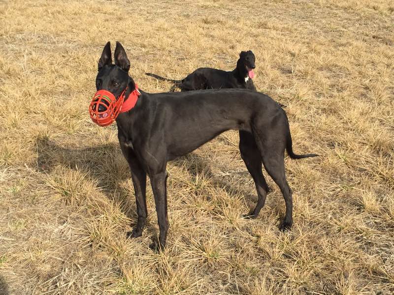 格力犬纯种幼犬惠比特犬山t东细犬细狗灵缇犬意大利小灵缇犬狗包