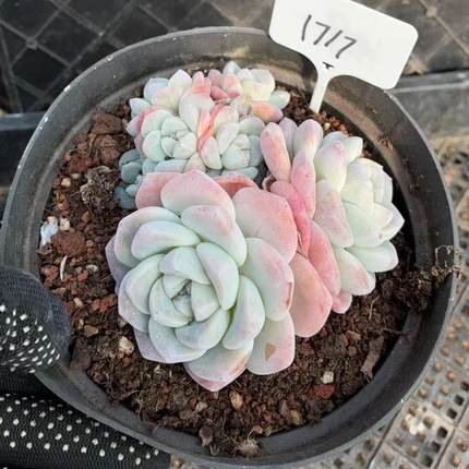 1717号 冰玉  满38包邮青海甘肃宁夏海南东北三省58包邮