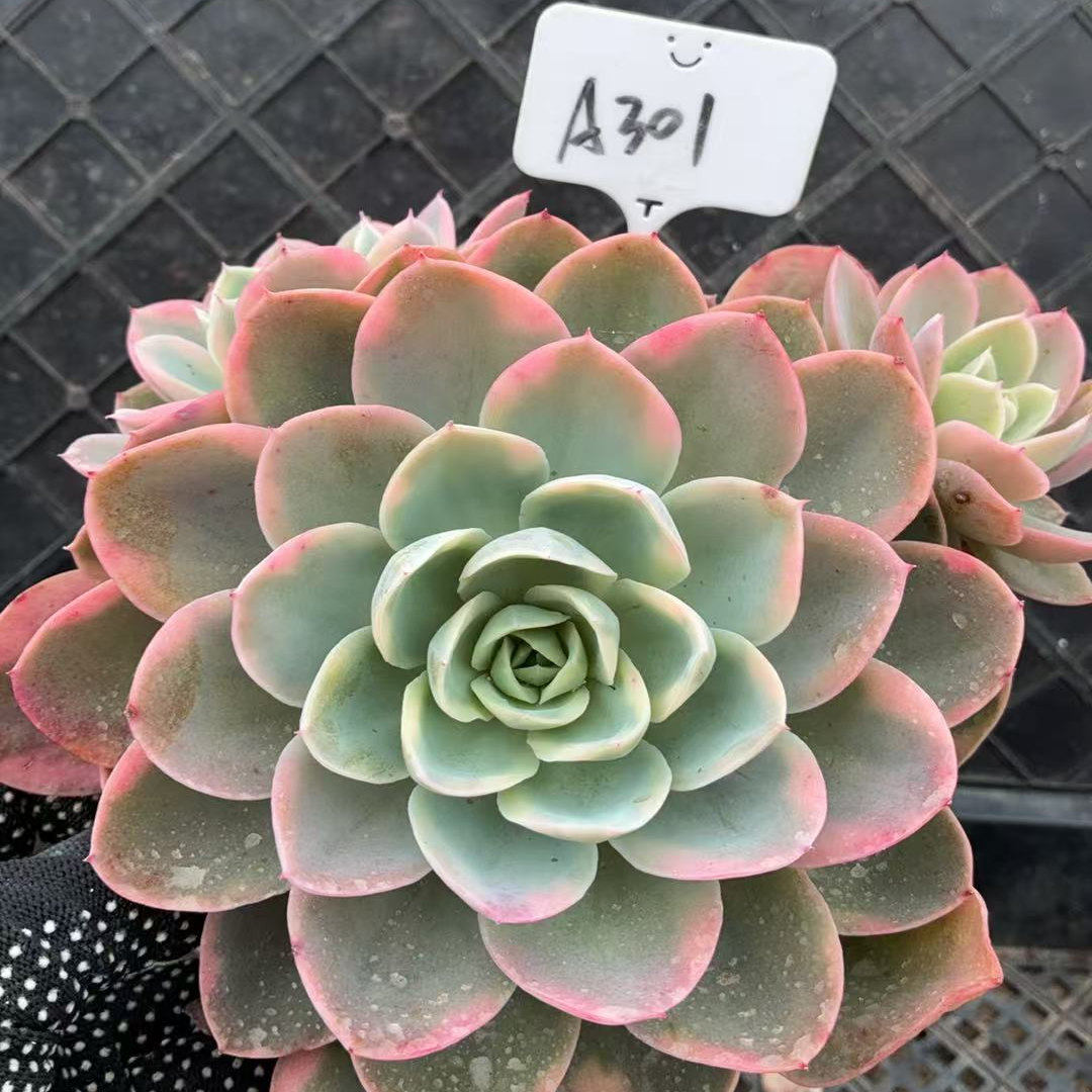 301号   丝绸面纱锦 满38包邮青海甘肃宁夏海南东北三省58包邮