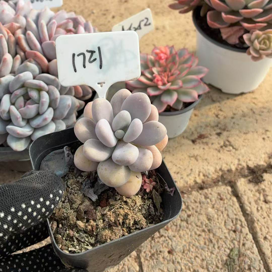 1721号 桃蛋  满38包邮青海甘肃宁夏海南东北三省58包邮,鲜花速递/花卉仿真/绿植园艺,多肉植物,淘宝优惠券,粉丝福利购,淘宝优惠卷