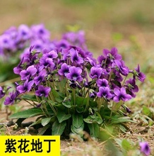 紫花地丁种子多年生耐寒花籽花四季播地被矮生花草户外耐阴