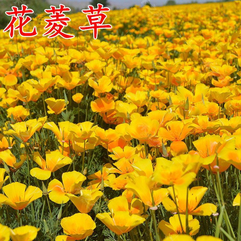 花菱草种子春秋播种多年生耐寒花种绿化花籽庭院阳台盆栽花卉种子