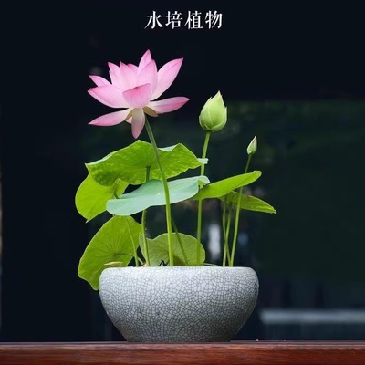 七彩碗莲已开口水培植物睡