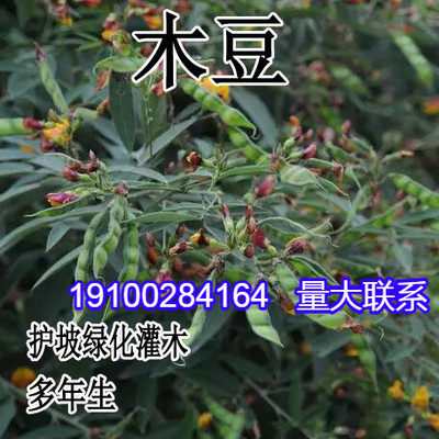 木豆种子直立灌木树豆柳豆护坡