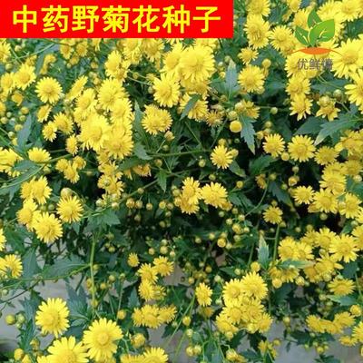 特级黄菊花种子多年生卉材