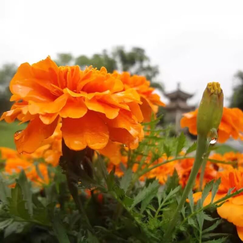 孔雀草种子五瓣莲庭院室外观花种子籽盆栽地栽绿化花卉种子易种活